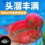 罗汉鱼成鱼苗热带观赏鱼大型淡水起头爆头鸿运马骝好养耐活宠物鱼