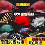 热带大型观赏鱼女王虎鲨地图皇冠血鹦鹉发财猫银龙鱼套餐