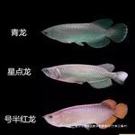 澳洲星点新手练手金龙活体鱼苗点金金龙大型热带观赏鱼包邮