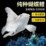 蝴蝶鲤锦鲤大型冷水观赏鱼淡水耐活大尺寸成型纯种短身贵妃球体鱼