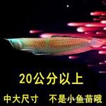 活鱼白子银龙鱼苗小鱼热带中大型观赏鱼活体包活养殖