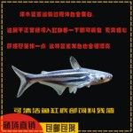 蓝鲨观赏鱼热带鱼群游鱼清道夫清洁鱼大型鱼龙鱼配鱼淡水白化鲨鱼