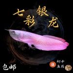 银龙鱼七彩活体中大型热带观赏鱼风水鱼鹦鹉鱼地图包邮包活