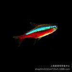 宝莲灯灯笼鱼红绿灯小型灯缸水草缸群游淡水鱼热带观赏鱼斑马批发