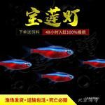 宝莲灯鱼红莲热带观赏鱼小型鱼草缸鱼群游红绿灯活体巴西原生包邮