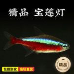 宝莲灯鱼进口大号巴西宝莲灯红绿灯科鱼小型热带观赏鱼草缸群游鱼