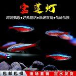 纯种巴西宝莲灯活体热带鱼观赏鱼群游灯科鱼小型鱼苗宠物淡水鱼