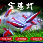 宝莲灯鱼红莲灯小型灯科草缸宠物鱼苗热带观赏鱼好养耐活迷你小鱼