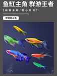6BVQ热带鱼观赏鱼小型淡水活鱼苗好养宝莲灯斑马鱼金鱼天使鱼鱼缸