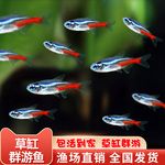红绿灯鱼热带观赏鱼灯科鱼好养草缸群游小型鱼淡水斑马宝莲灯鱼苗