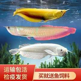 银龙鱼精品七彩银龙鱼雪龙黄化银龙观赏鱼热带淡水鱼鱼苗包活一条