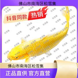 顺丰锦鲤鱼活鱼冷水淡水鱼苗观赏鱼金鱼小型好养耐活纯种红白三色