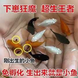 玛丽球鱼 胎生鱼 皮球鱼 热带鱼 新手好养鱼 宠物鱼活体包邮包活