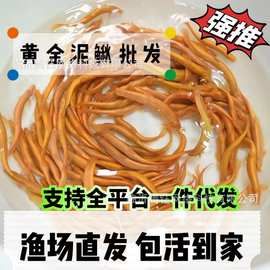 泥鳅苗淡水观赏鱼缸黄金泥鳅金龙鳅鱼缸清洁鱼练手鱼苗好养包活