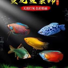 曼龙鱼热带观赏鱼活体蓝曼龙黄曼龙金波子阿凡球达小型迷你鹦鹉鱼