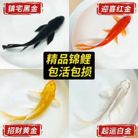 锦鲤鱼活鱼冷水淡水鱼苗观赏鱼金鱼小型好养耐活纯种红白三色包邮