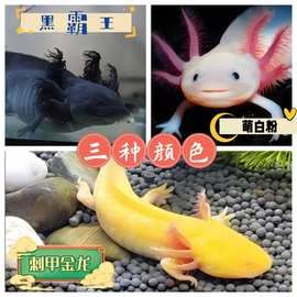 六角恐龙鱼冷水鱼蝾螈水族宠物活体六角龙淡水好养易活观赏网红鱼