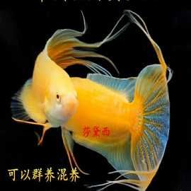 鱼中国斗鱼免打氧淡水冷水观赏小鱼好养耐活懒人鱼免加温