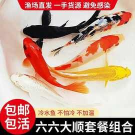 锦鲤鱼活鱼冷水淡水观赏鱼金鱼风水鱼大小型鱼苗批发耐活鱼