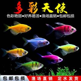 天使鱼观赏鱼彩群鱼热带鱼群游小型鱼淡水鱼好养耐活喂食红绿灯