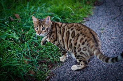 豹猫