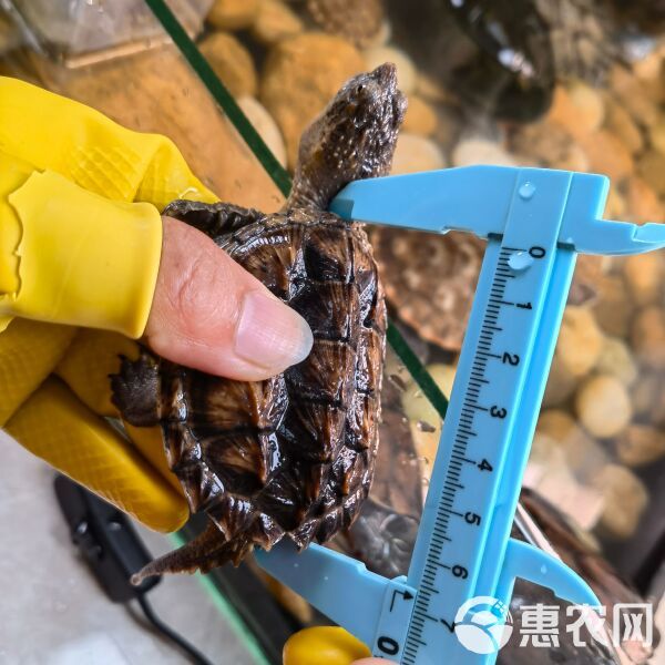 大王小鳄 头刺 观赏宠物龟6-8cm