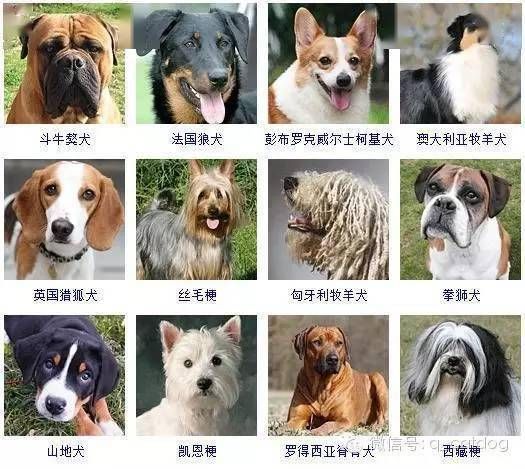 宠物狗的品种及优缺点（宠物狗的品种及特点）