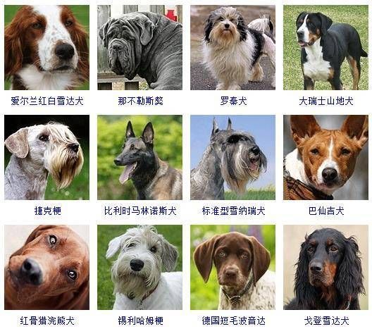 宠物狗的品种及优缺点（宠物狗的品种及特点）