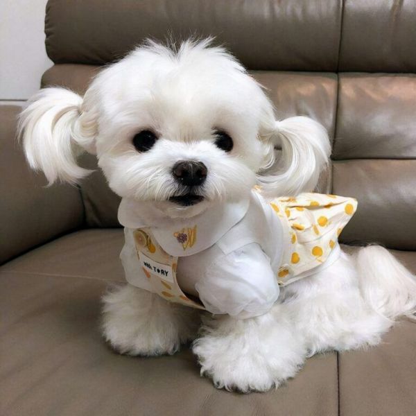 什么品种的狗狗长不大?这五种都是哦