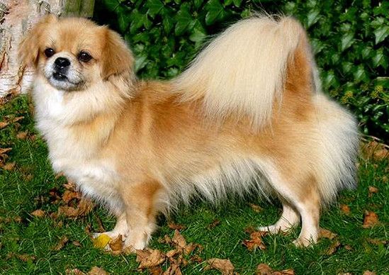 狗狗品种小型犬