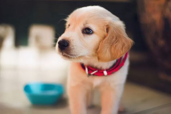狗狗分娩前有哪些征兆?如何做产前准备?