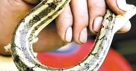 蛇的繁殖方式及后代生存（探究蛇类繁殖策略与后代适应环境的关系）
