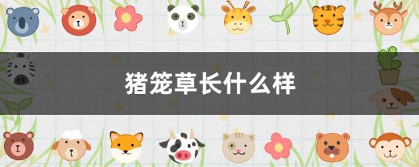 猪笼草长什么样