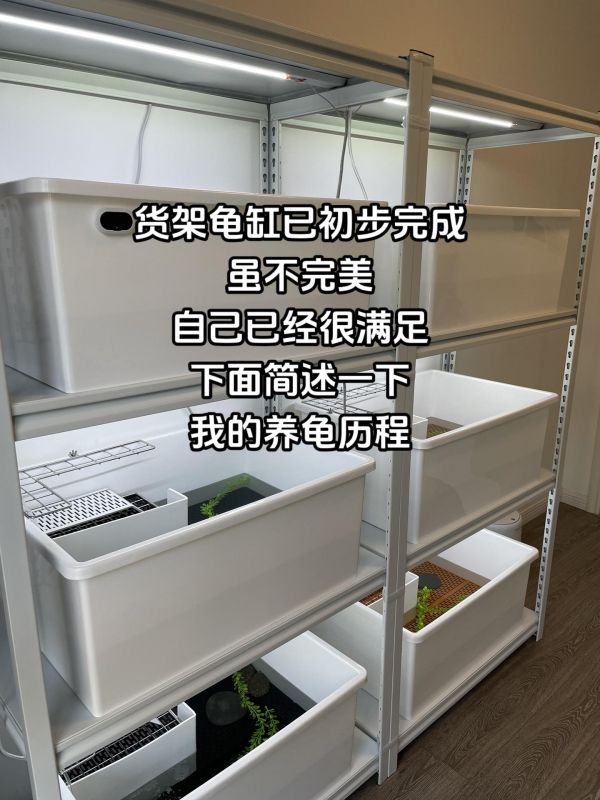 养龟历程。货架龟缸布置完成！龟房已初具模样，梦想仍在不远的前方。#龟缸 #养龟人 #养龟日常 #乌龟排缸 #龟龟