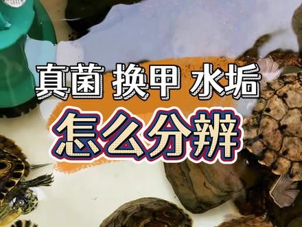 真菌、换甲、水垢，一条视频教你分辨 #养龟日常 #乌龟 #乌龟喂食 #养龟人 #养龟日记