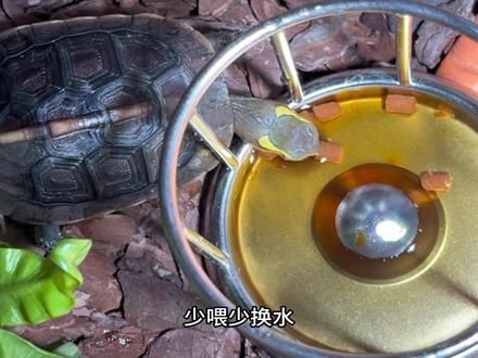 乌龟少喂就是养龟捷径#养龟日记 #养龟人 #龟宠 #龟宠时代 #铲屎官日记