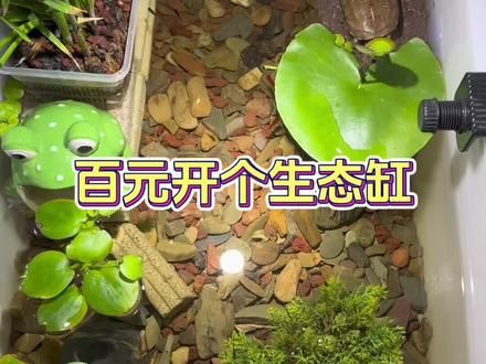 百元生态缸，在阳台养真的挺方便的#养龟日常 #养龟人 #生态缸