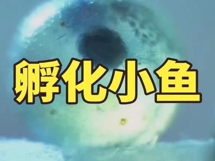 在家把鱼卵孵化成小鱼的日常#养鱼日记 #鱼籽孵化成小鱼过程 #养鱼人 #记录养殖生活