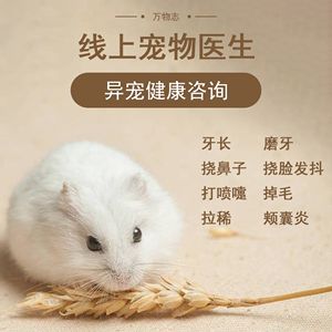 免费宠物仓鼠医生在线咨询,仓鼠兽医免费咨询