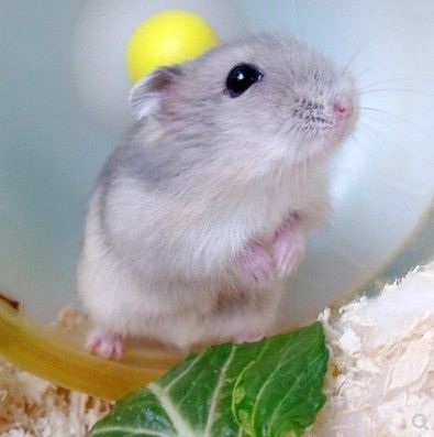 免费宠物仓鼠医生在线咨询,仓鼠兽医免费咨询