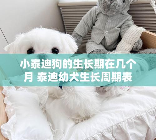 小泰迪狗的生长期在几个月 泰迪幼犬生长周期表