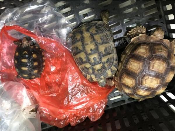 小心获刑,这些龟可不能当宠物养