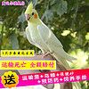 OIMG玄凤鹦鹉活体会学说话手养宠物黄化玄凤一对可繁殖鸟活物鹦鹉活鸟 一只手养断奶黄色玄凤(包教学话)