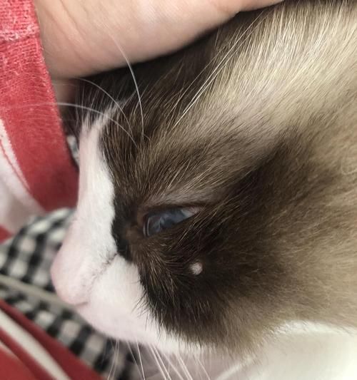 小猫肚子上的肉疙瘩（健康状况和饮食习惯影响宠物健康）