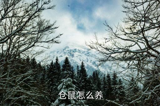  仓鼠怎么养
