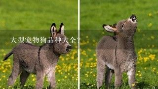 大型宠物狗品种大全？