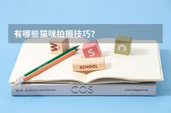 有哪些猫咪拍摄技巧？