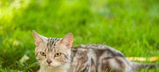 新生猫咪什么时候开始驱虫（宠物养护指南）