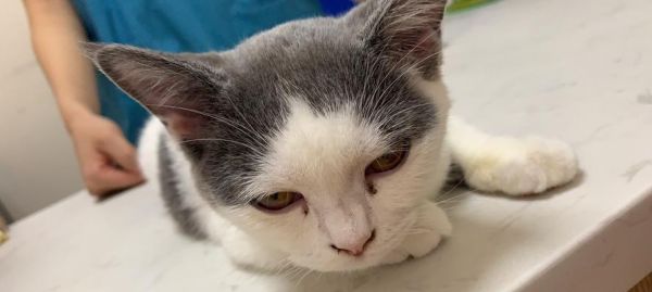 新来的小猫咪打喷嚏，该怎么办（宠物养护必知）