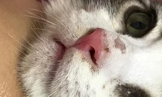 新来的小猫咪打喷嚏，该怎么办（宠物养护必知）